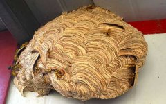 马蜂在家筑巢什么兆头？无关