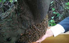 土蜂蜜_野生蜜蜂怎样抓回家养