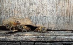农家蜂蜜_中蜂人工分蜂方法和