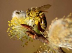 土蜂蜜_诱蜂怎样才能诱到蜂王