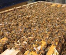 蜜蜂过箱技术要点 蜜蜂过箱要