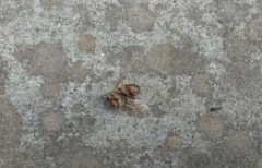 蜂蜜价格_中蜂弱群快速繁殖技