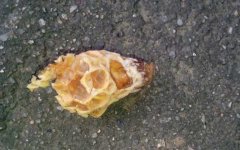 蜂蜜价格_中蜂王台多久看一次