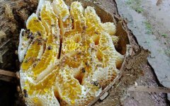 土蜂蜜_蜂巢熬水治好了鼻炎真
