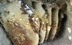 土蜂蜜_蜂巢哪4类人不能吃，这