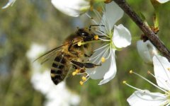 蜂蜜价格_蜂毒会在体内滞留多