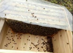 养殖蜜蜂四季管理技术_土蜂蜜