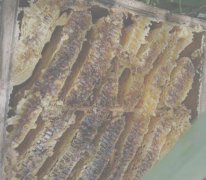 养野蜂怎么养 养野蜂的技巧与