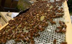 蜂蜜价格_养中蜂的详细技术方