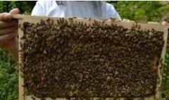 蜂蜜知识_养蜂怎样繁殖新蜂王