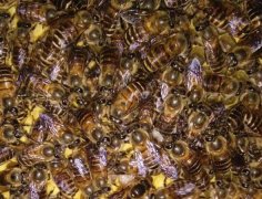 蜜蜂最简单的杀螨方法_蜂蜜价