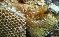 蜂蜜价格_土蜂蜜的作用与功效