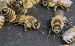 土蜂蜜_养蜂人一年收入怎么样