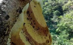 野生蜂蜜多少钱一斤？一般都