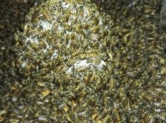 蜂蜜知识_诱蜂饵料怎样配制