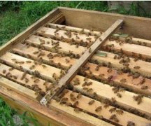 蜂蜜价格_怎样预防盗蜂 防中蜂