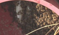 胡蜂诱蜂水如何做 胡蜂诱蜂水