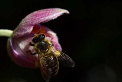如何寻找野生蜜蜂窝_蜂蜜知识