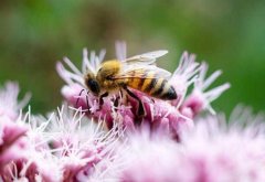 野蜜蜂和家养蜜蜂的区别_土蜂