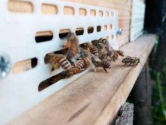 蜂蜜价格_怎么刺激中蜂蜂王产