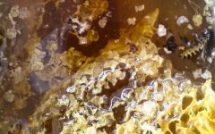 农家蜂蜜_土蜂蜜哪里产的好？