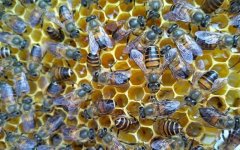 土蜂蜜_蜜蜂冬天怎么喂养？最