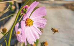 蜜蜂是昆虫吗？蜜蜂是典型的