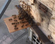 中蜂换王怎样放入王台_土蜂蜜