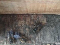 逃后的蜜蜂如何快速找到_蜂蜜