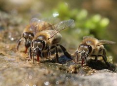 野生蜜蜂怎么收回家养_蜂蜜真