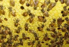 中蜂喂白糖造脾技巧及注意事