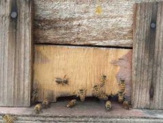 农家蜂蜜_中蜂逃群什么原因