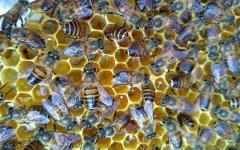 蜜蜂养殖虽然能赚钱，但不是