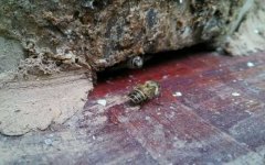 想养蜂却苦于没有蜂种，像这