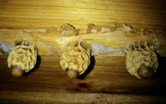 土蜂蜜_养蜜蜂怎么育王？像这