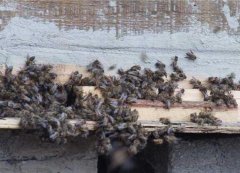 蜂蜜价格_中蜂双王同箱的优缺