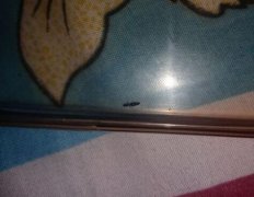 农家蜂蜜_肿腿蜂如何彻底灭绝