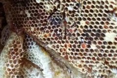 招蜂水怎样使用效果最佳_蜂蜜