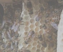 中蜂最快最安全介王方法_蜂蜜