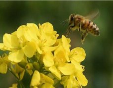 怎样判断蜂箱可以割蜜_蜂蜜价