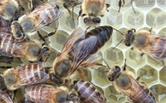 蜂王、雄蜂和工蜂分别是什么