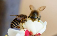 土蜂蜜_蜜蜂科
