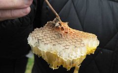 蜂蜜价格_蜂巢(蜂窝)