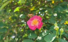 <b>蜂蜜真假_蜂群崩溃失调症(CC</b>