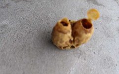 黑蜂王台病毒病_蜂蜜知识