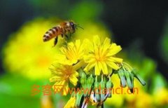 蜂蜜真假_被蜜蜂蛰了怎么消肿