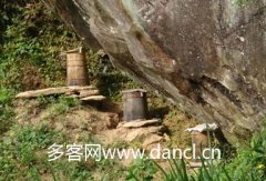 怎样抓野蜜蜂回来养 怎么样捉