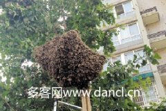 蜂蜜知识_野蜜蜂怎么诱惑回家