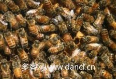 农家蜂蜜_蜂王交尾多长时间