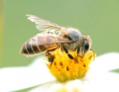 蜜蜂蛰消肿止痒的最快方法_土